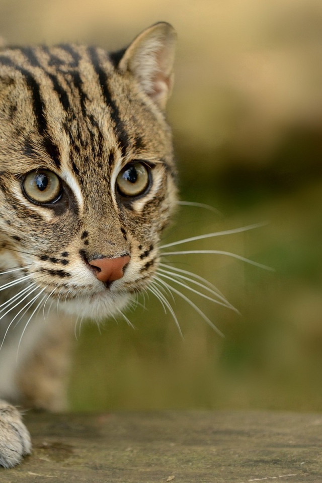 Забавный дикий кот