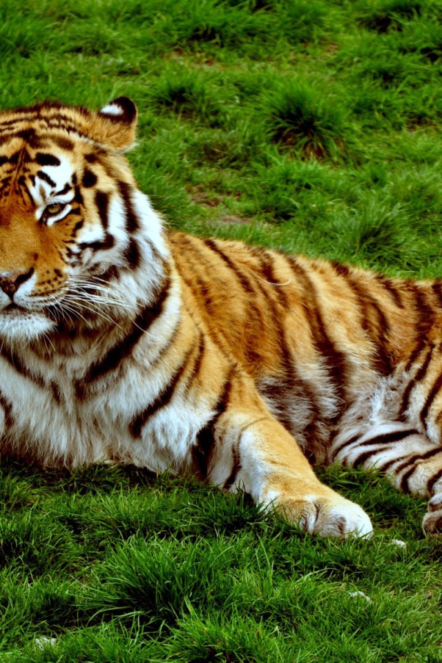 Хмурый тигр лежит на зеленой траве
