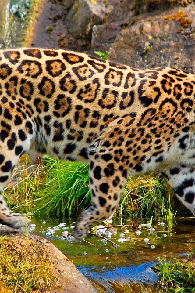 Ягуар у ручья