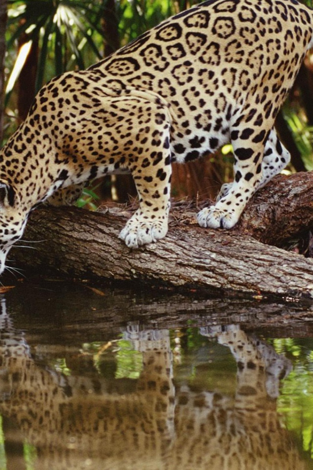 Ягуар пьет воду из реки