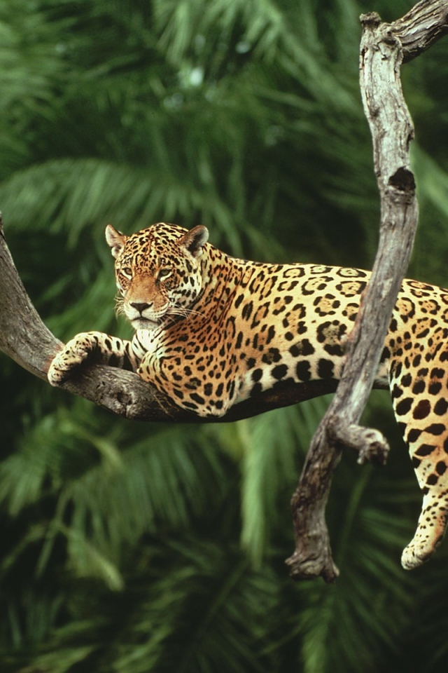 Ягуар лежит на засохшем дереве