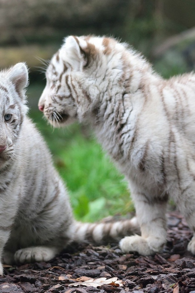 Котята белого тигра