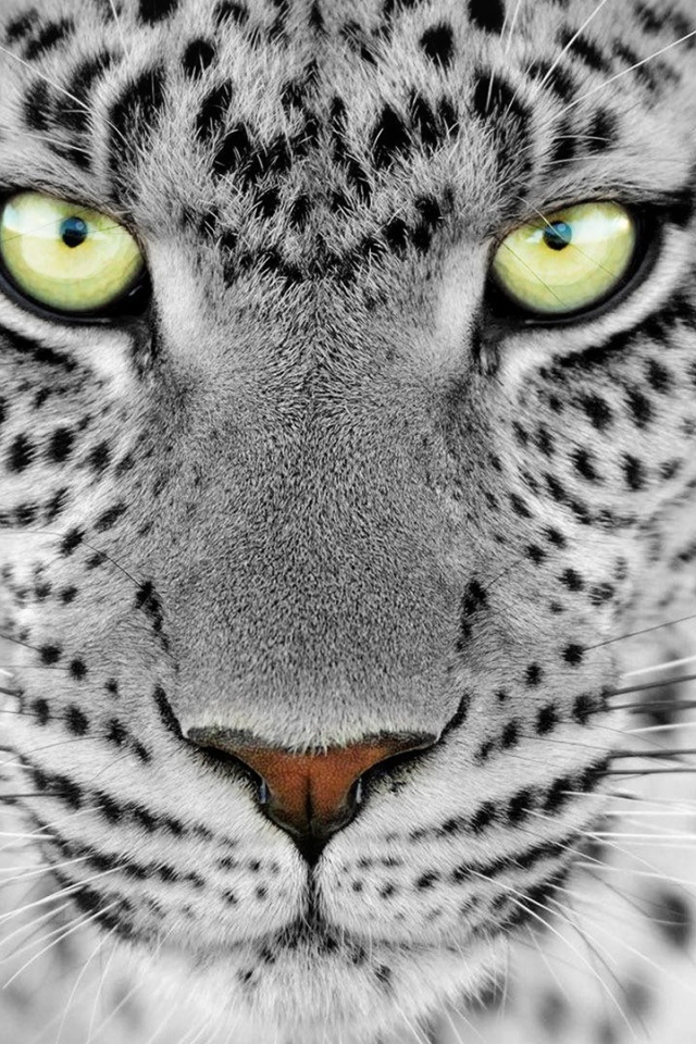 Большие выразительные глаза дикого животного