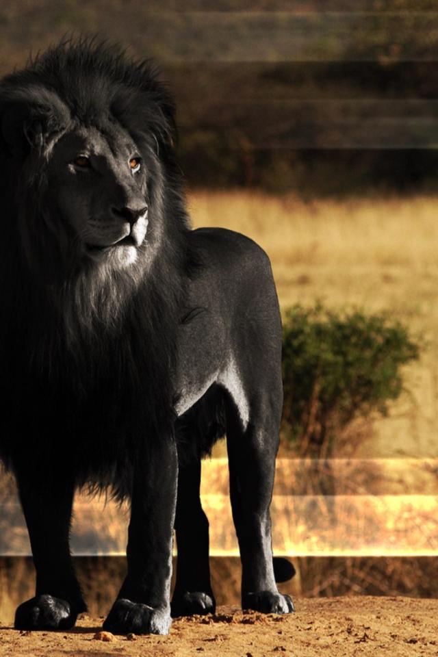 Лев черного цвета