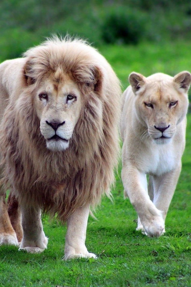 Лев со своими львицами