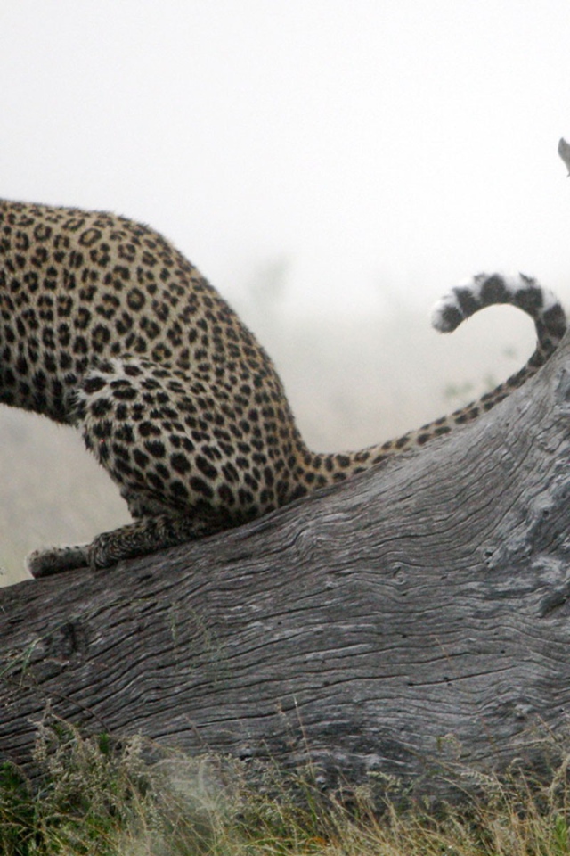 Леопард приводит себя в порядок