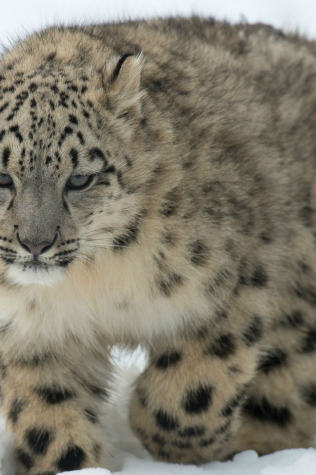 Барс идет по снегу