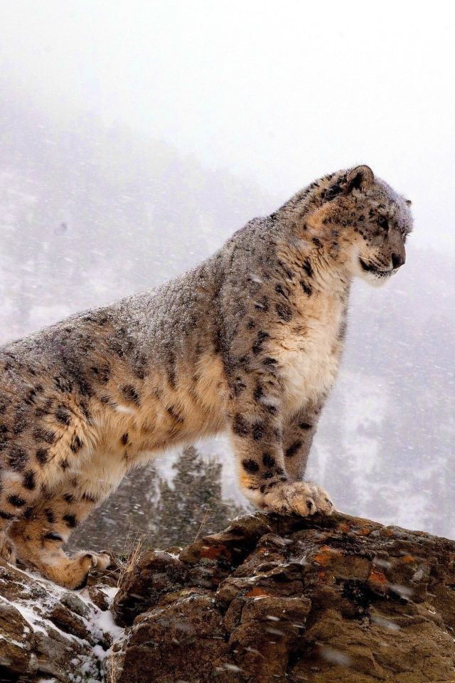 Барс на скале во время снегопада