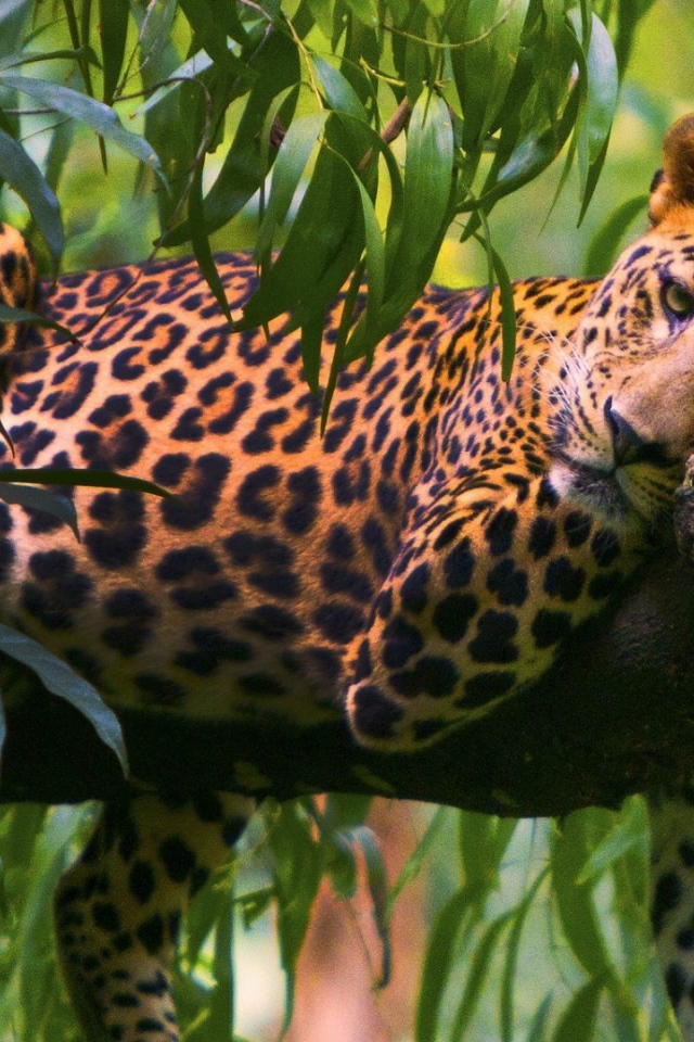 Леопард на ветке дерева