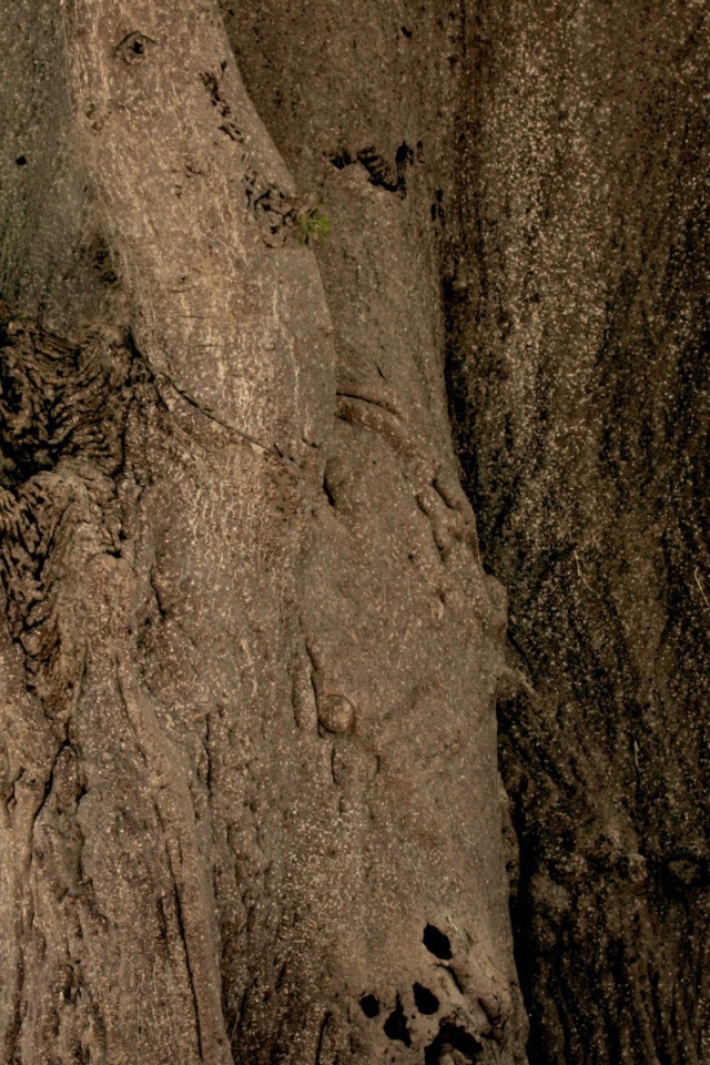 Леопард на неприступной скале