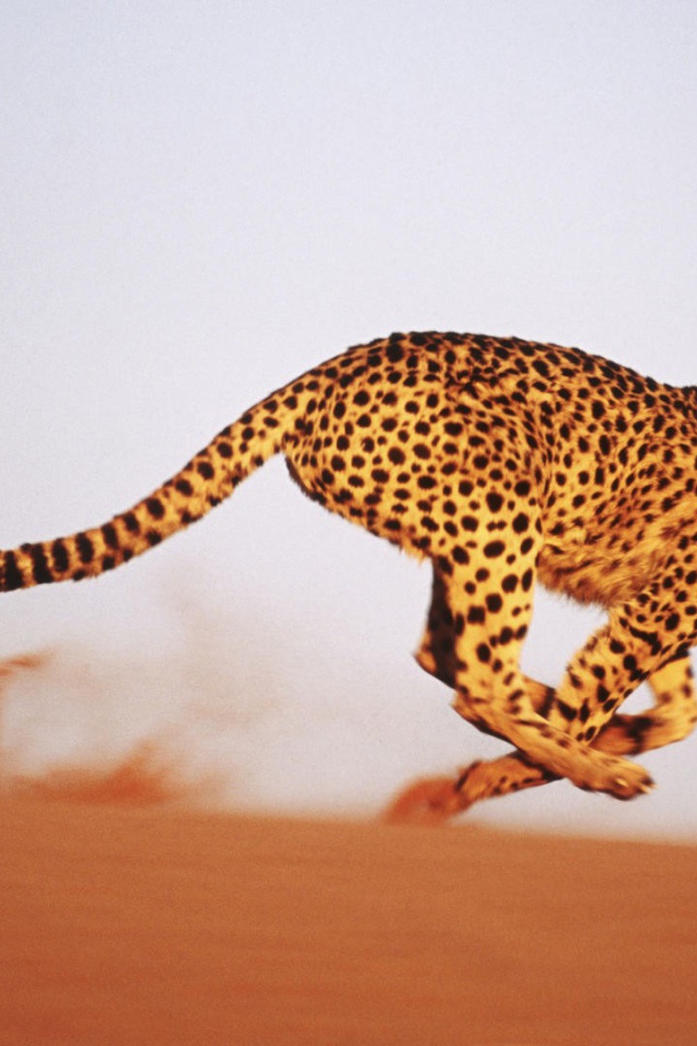 Леопард бежит по песку