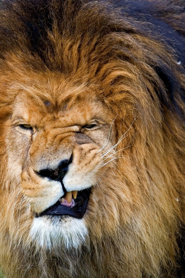 Лев прикусил язык