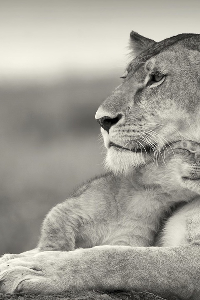 Львенок ласкается к маме львице