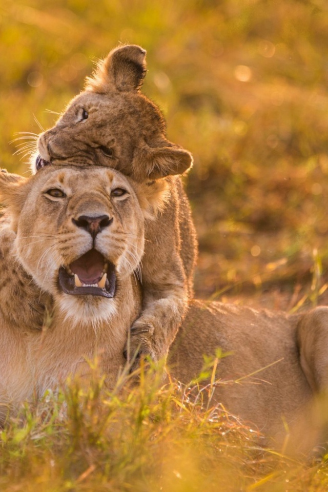 Львенок верхом на маме