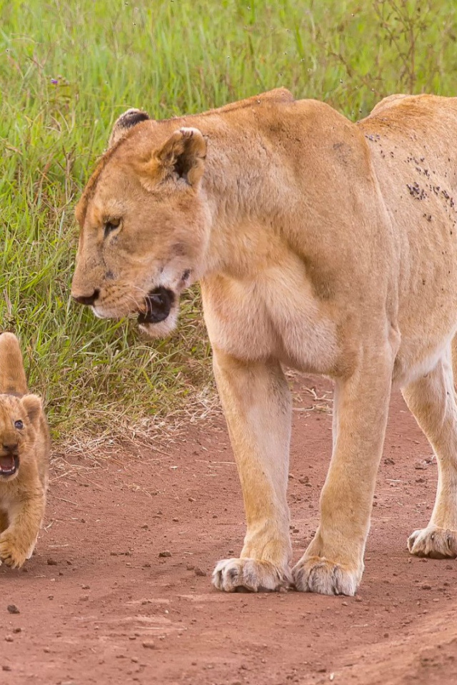 Львенок с мамой идут по дороге