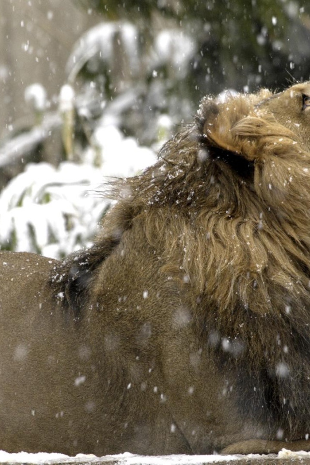 Лев на снегу