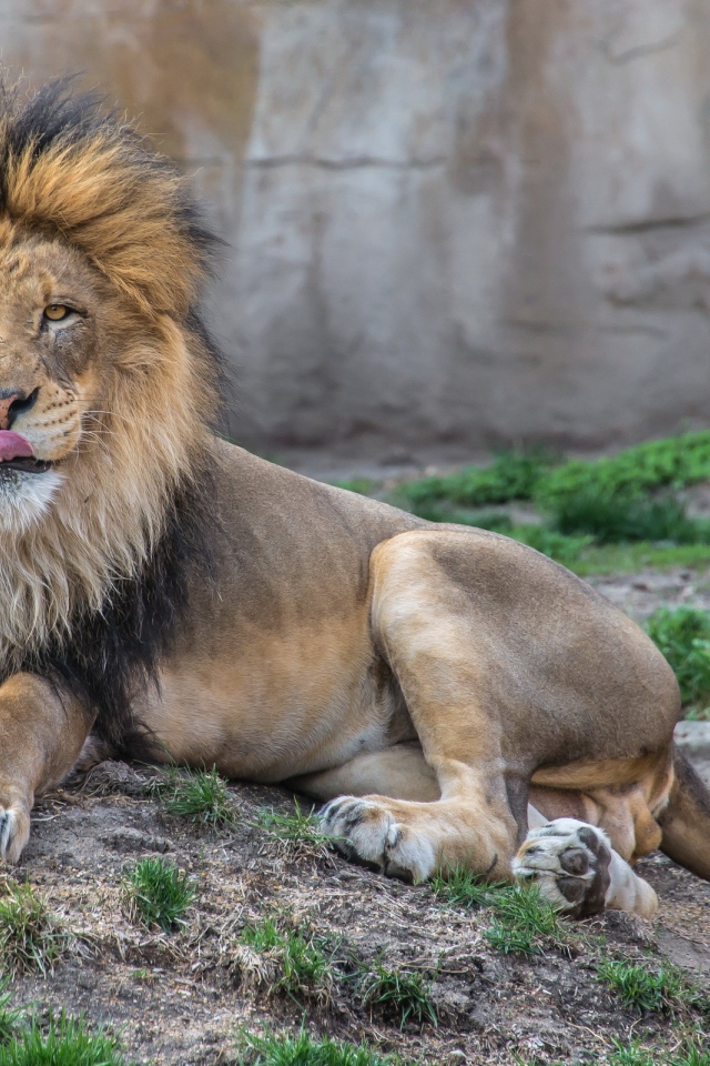 Лев в зоопарке облизывает нос