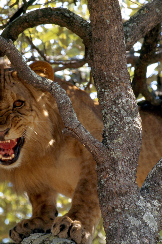 Лев рычит на дереве