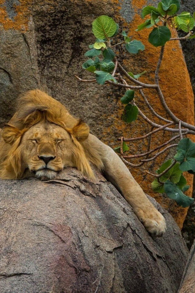 Лев безмятежно спит на камне