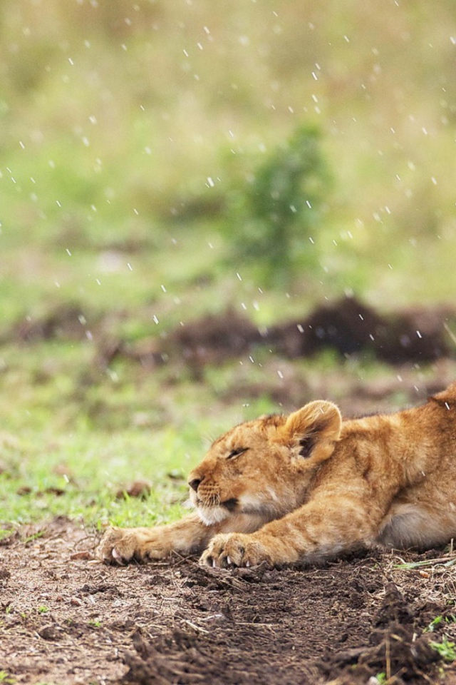 Львенок стоит под дождем