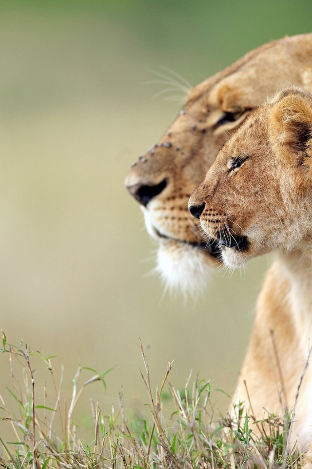 Львица и львёнок наблюдают за зеброй