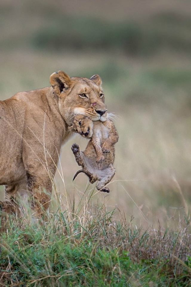 Львица держит детеныша в зубах