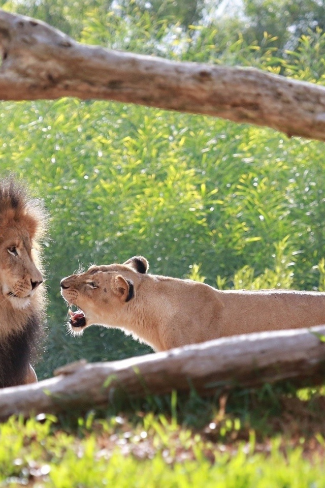 Львица рычит на льва