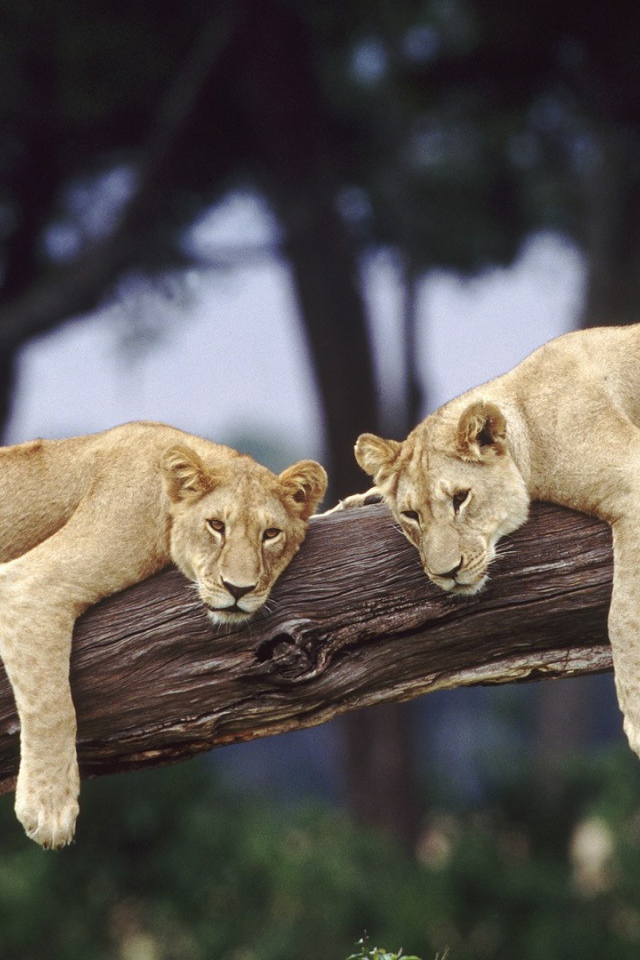 Львицы отдыхают на стволе дерева