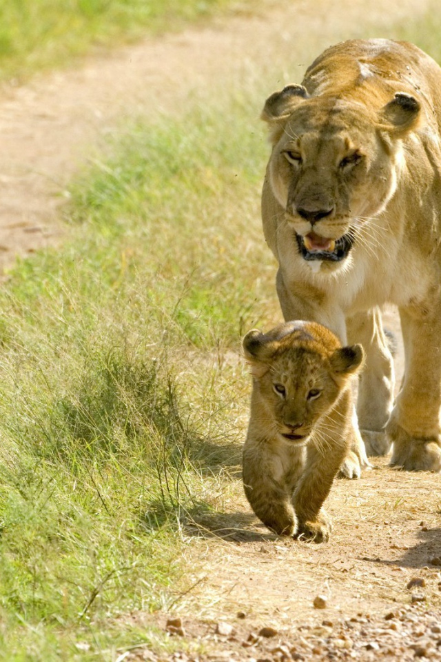 Львица с львятами идет по дороге