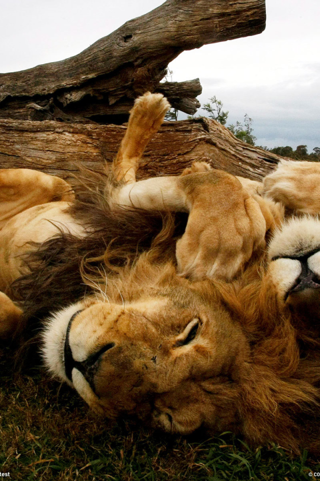 Львы отдыхают на спине