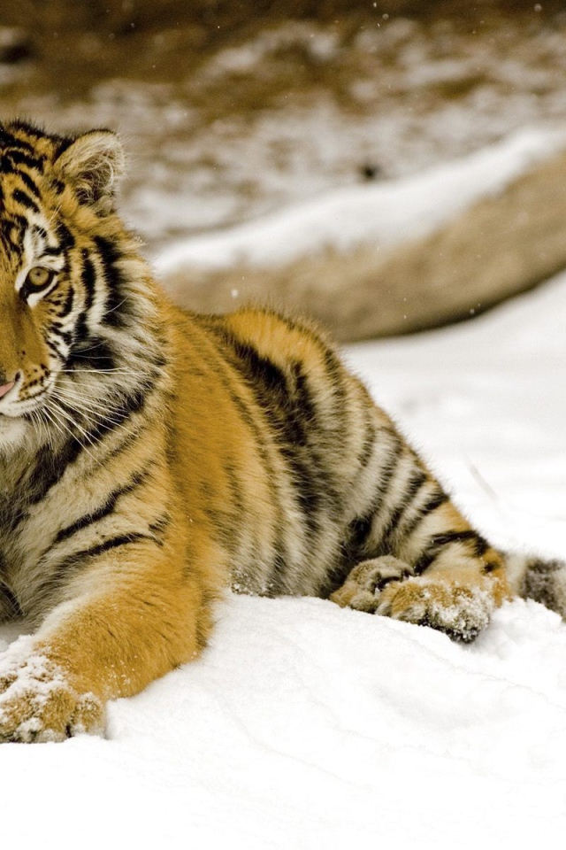 Маленький тигренок на снегу