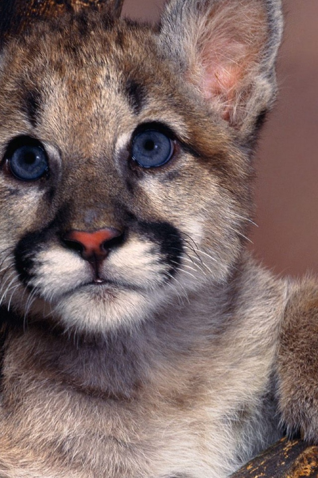 Маленький детеныш пумы