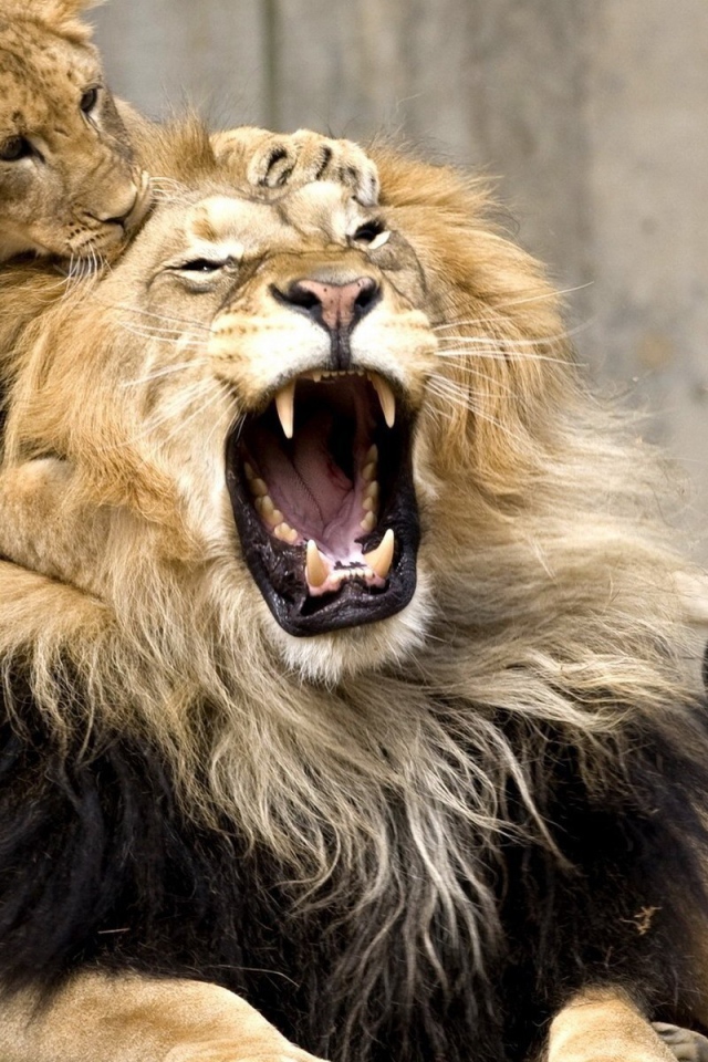 Маленький львенок укусил отца за ухо