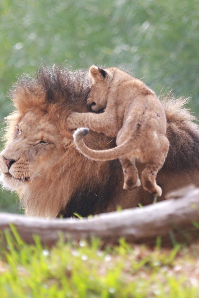 Маленький львенок на голове отца