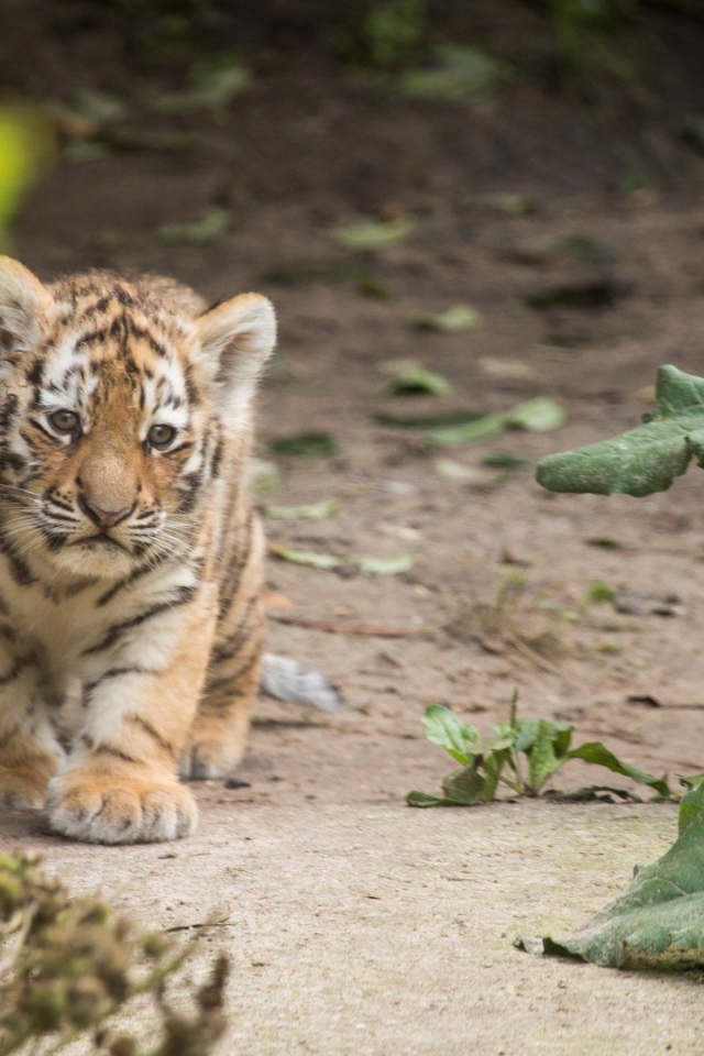 Маленький оранжевый тигренок