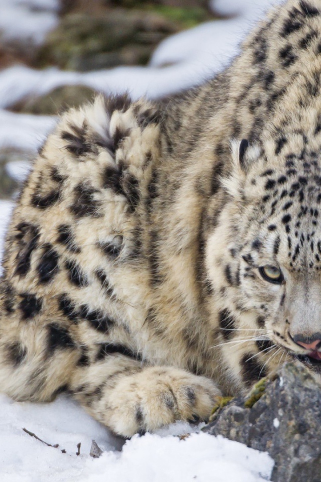 Рысь поедает добычу