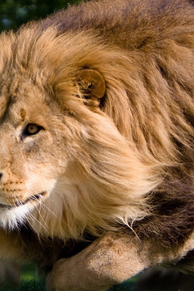 Гривастый лев в прыжке