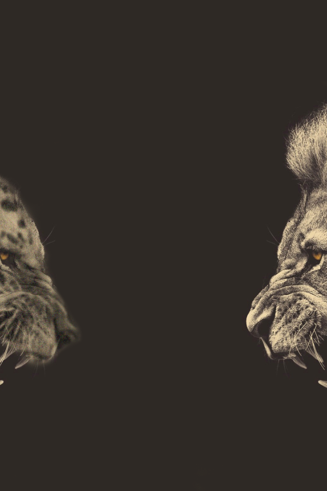 Встреча льва и тигра, серый фон