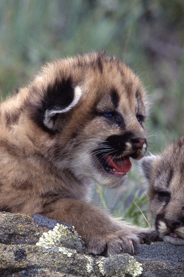 Новорожденные котята леопарда