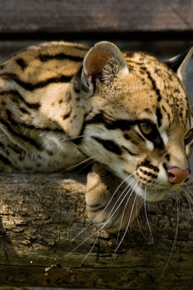 Оцелот повис на деревянной перекладине