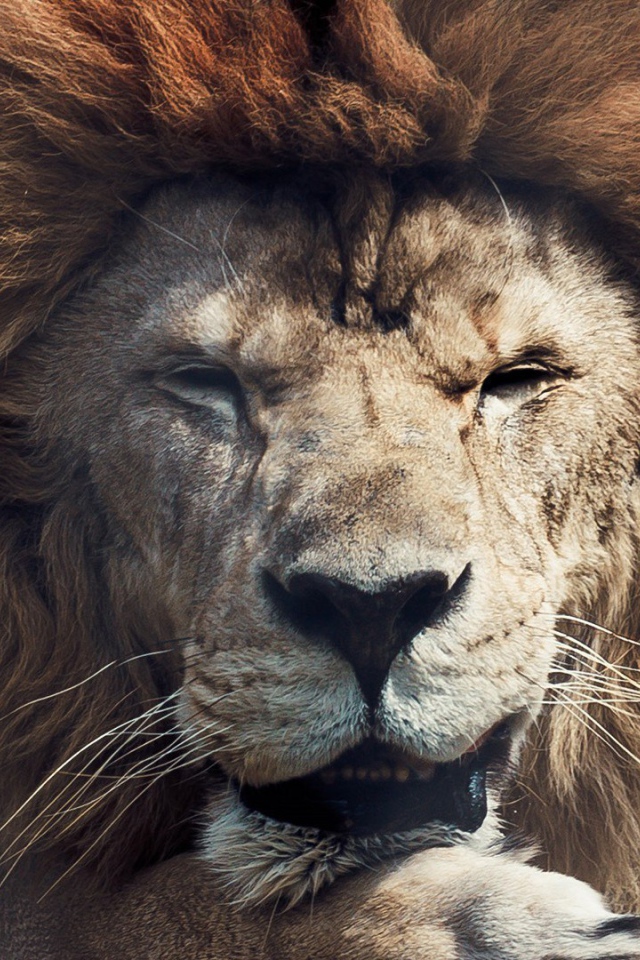 Лев прикрыл глаза. Грива льва. Лев прикрыл глаза. Лев фото. Лев.