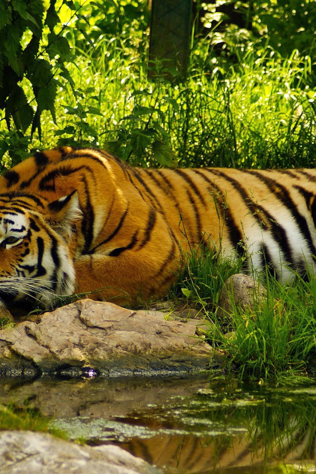 Умиротворенный тигр у воды