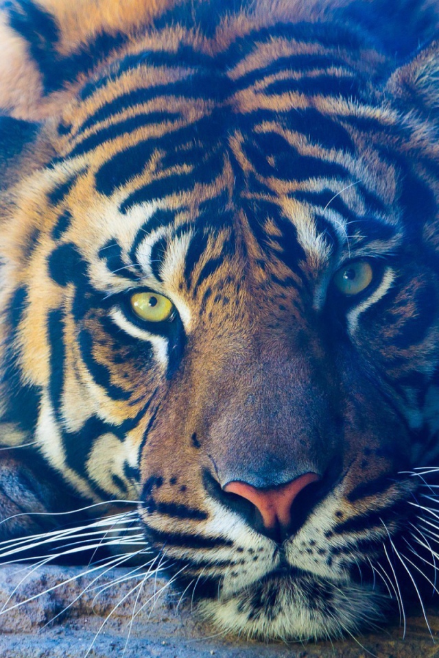 Задумчивый тигр лежит на камне