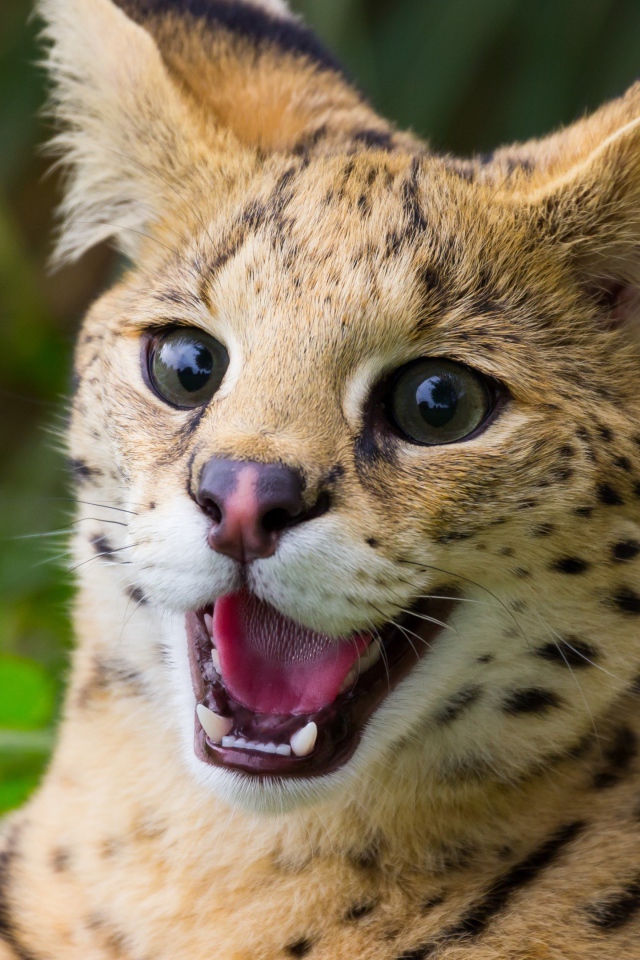 Хищная кошка сервал