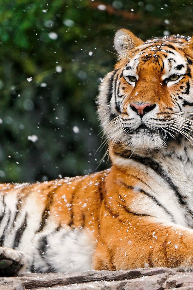 Гордая сибирская тигрица