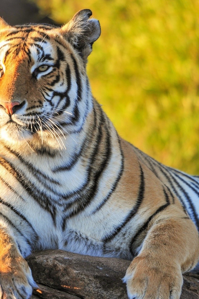 Гордый тигр лежит на камне на фоне зелени