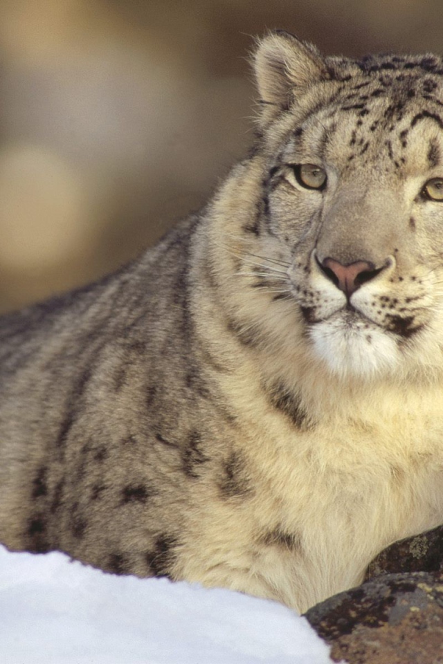 Гордый снежный барс