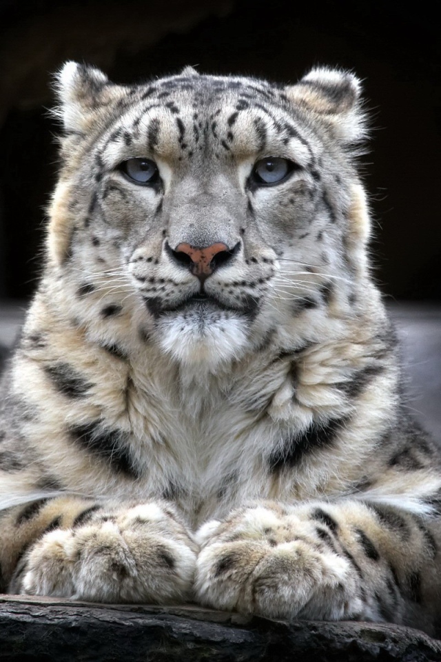 Гордый снежный барс лежит