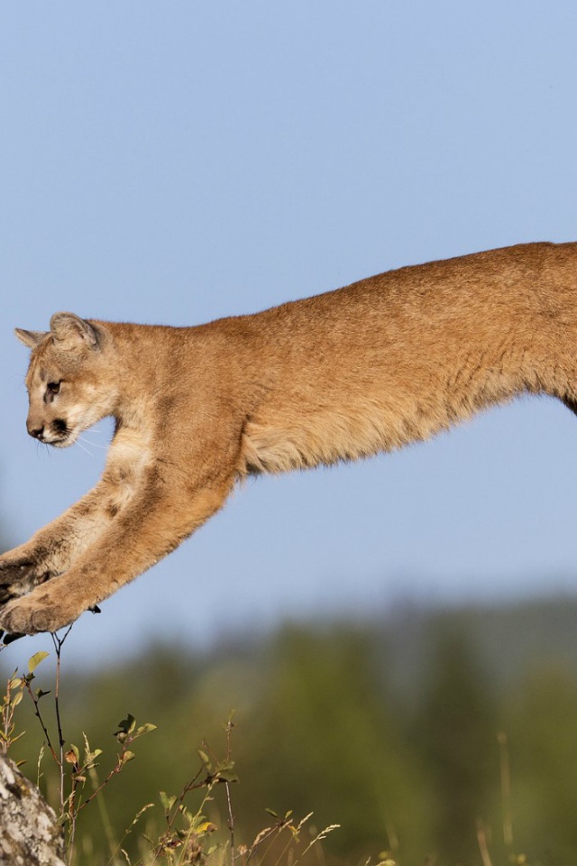 Пума в прыжке