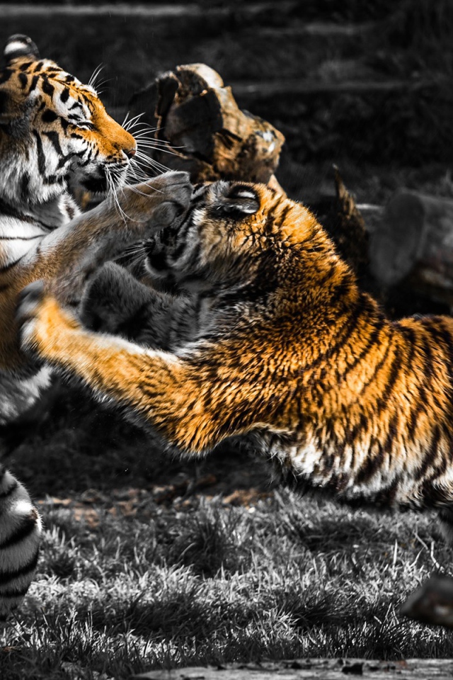 Схватка старого и молодого тигров